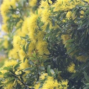 Xanthostemon chrysanthus at Mowbray, QLD - 30 May 2021 by bereccad