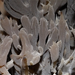 Clavulina vinaceocervina (Dark-tipped Coral) at Acton, ACT - 6 Jun 2025 by TimL