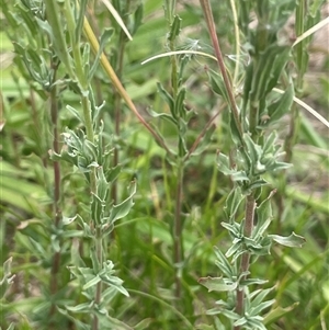 Epilobium billardiereanum subsp. cinereum at Boorowa, NSW - 9 Jan 2025 by JaneR