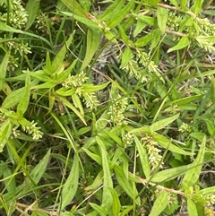 Persicaria prostrata (Creeping Knotweed) at Boorowa, NSW - 9 Jan 2025 by JaneR