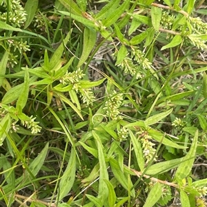 Persicaria prostrata at Boorowa, NSW - 9 Jan 2025 by JaneR