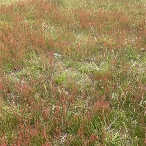 Rumex acetosella at Boorowa, NSW - 9 Jan 2025 by JaneR