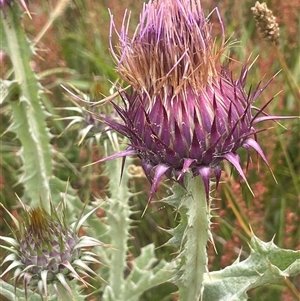 Onopordum acanthium at Boorowa, NSW - 9 Jan 2025 by JaneR