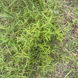 Alternanthera denticulata at Boorowa, NSW - 9 Jan 2025 by JaneR