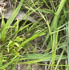 Microlaena stipoides (Weeping Grass) at Boorowa, NSW - 9 Jan 2025 by JaneR