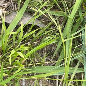 Microlaena stipoides (Weeping Grass) at Boorowa, NSW - 9 Jan 2025 by JaneR