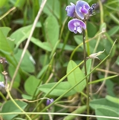 Glycine tabacina (Variable Glycine) at Boorowa, NSW - 9 Jan 2025 by JaneR