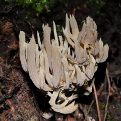 Clavulina sp. (A coral fungus) at Acton, ACT - 6 Jun 2025 by TimL