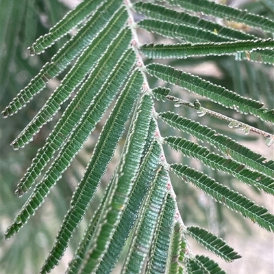 Acacia mearnsii (Black Wattle) at Manar, NSW - 30 Sep 2024 by JaneR