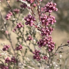 Kunzea parvifolia (Violet Kunzea) at Manar, NSW - 30 Sep 2024 by JaneR