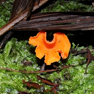 Cantharellus concinnus (Pink Chantarelle) at Acton, ACT - 6 Jun 2025 by TimL