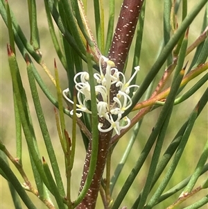Hakea microcarpa (Small-fruit Hakea) at Braidwood, NSW - 25 Jan 2025 by JaneR