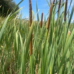 Typha sp. (Cumbungi) at Braidwood, NSW - 25 Jan 2025 by JaneR