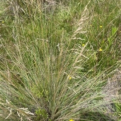 Poa labillardierei (Common Tussock Grass, River Tussock Grass) at Braidwood, NSW - 25 Jan 2025 by JaneR