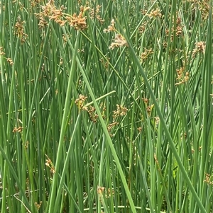 Schoenoplectus tabernaemontani (River Club-rush) at Braidwood, NSW - 25 Jan 2025 by JaneR