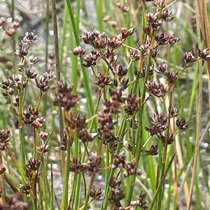 Juncus articulatus subsp. articulatus (Jointed Rush) at Braidwood, NSW - 25 Jan 2025 by JaneR