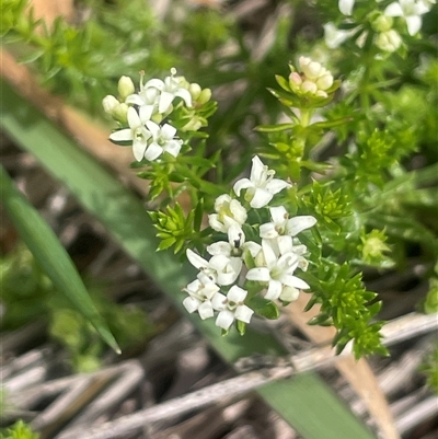 Asperula conferta (Common Woodruff) at Braidwood, NSW - 25 Jan 2025 by JaneR
