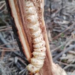Endoxyla (genus) (Unknown Wood Moth) at Cooma, NSW - Today by mahargiani