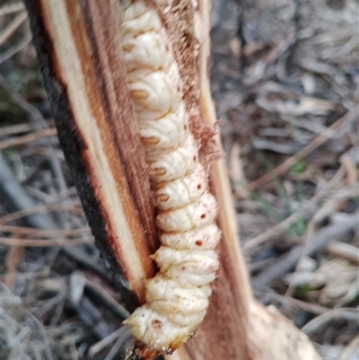 Endoxyla (genus) (Unknown Wood Moth) at Cooma, NSW - Today by mahargiani