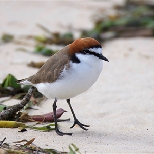 Anarhynchus ruficapillus (Red-capped Plover) at Bongaree, QLD - 19 May 2025 by jb2602