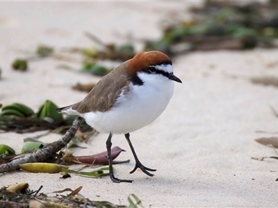 Anarhynchus ruficapillus (Red-capped Plover) at Bongaree, QLD - 19 May 2025 by jb2602