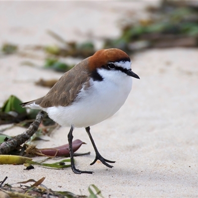 Anarhynchus ruficapillus (Red-capped Plover) at Bongaree, QLD - 19 May 2025 by jb2602