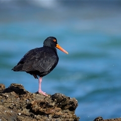Haematopus fuliginosus (Sooty Oystercatcher) at Mystery Bay, NSW - 1 Jun 2025 by JonSteinbeck