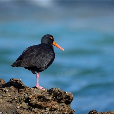 Haematopus fuliginosus (Sooty Oystercatcher) at Mystery Bay, NSW - 1 Jun 2025 by JonSteinbeck