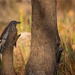 Colluricincla harmonica (Grey Shrikethrush) at Mystery Bay, NSW - 1 Jun 2025 by JonSteinbeck