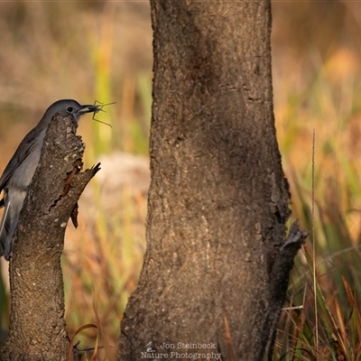 Colluricincla harmonica (Grey Shrikethrush) at Mystery Bay, NSW - 1 Jun 2025 by JonSteinbeck