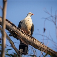 Columba leucomela (White-headed Pigeon) at North Narooma, NSW - 13 Jan 2024 by JonSteinbeck