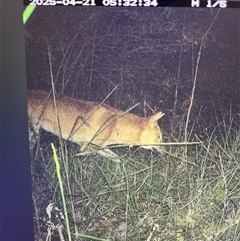 Canis lupus (Dingo / Wild Dog) at Mount George, NSW - Today by JenniferS