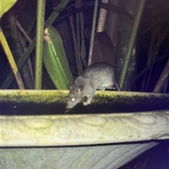 Rattus rattus by JenniferS