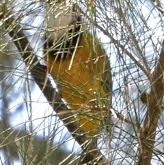 Pachycephala pectoralis by TwoRivers