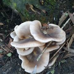 Omphalotus nidiformis at Penrose, NSW - suppressed