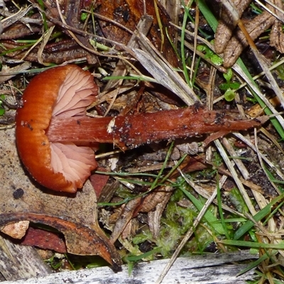 Laccaria sp. at West Hobart, TAS - 6 Jun 2025 by VanessaC