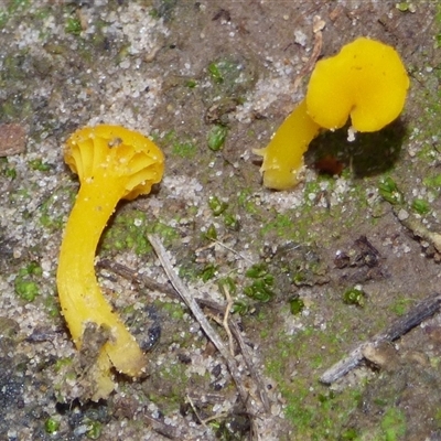 Unverified Cap on a stem; gills below cap [mushrooms or mushroom-like] at West Hobart, TAS - 6 Jun 2025 by VanessaC
