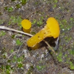 Hygrocybe sp. at West Hobart, TAS - 6 Jun 2025 04:59 PM