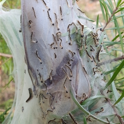Ochrogaster lunifer (Bag-shelter moth) at Penrose, NSW by Aussiegall