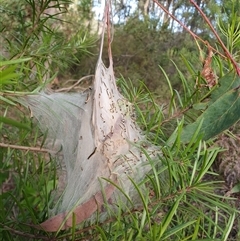 Ochrogaster lunifer at Penrose, NSW - suppressed