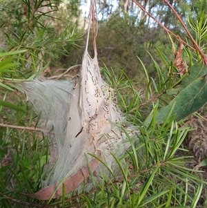 Ochrogaster lunifer at Penrose, NSW - suppressed