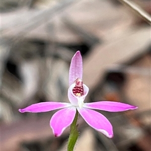 Caladenia carnea at Cardwell, QLD - 6 Jun 2025 by Clarel