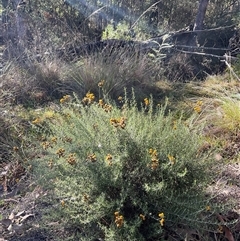 Chrysocephalum semipapposum (Clustered Everlasting) at Kambah, ACT - 1 Jun 2025 by Jennybach