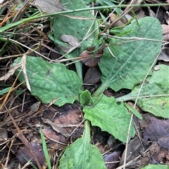 Cymbonotus sp. (preissianus or lawsonianus) (Bears Ears) at Yarralumla, ACT - Yesterday by Jennybach