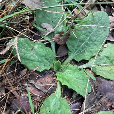 Cymbonotus sp. (preissianus or lawsonianus) (Bears Ears) at Yarralumla, ACT - Yesterday by Jennybach