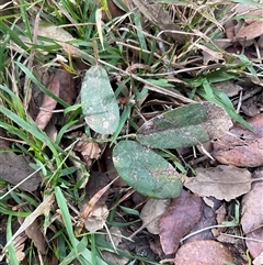 Glycine tabacina (Variable Glycine) at Yarralumla, ACT - Yesterday by Jennybach