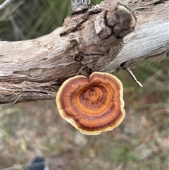Coltricia sp. at Cardwell, QLD - Yesterday by Clarel