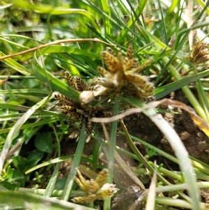 Cyperus sanguinolentus (A Sedge) at Courabyra, NSW - 10 Apr 2025 by RobCook