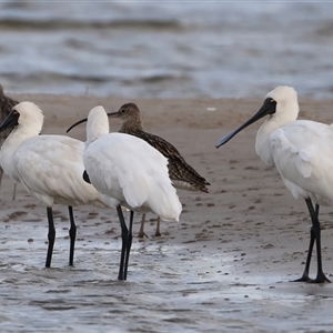 Platalea regia (Royal Spoonbill) at Welsby, QLD - 19 May 2025 by jb2602