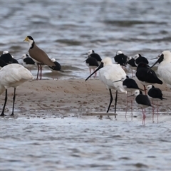 Platalea regia at Welsby, QLD - 19 May 2025 04:28 PM